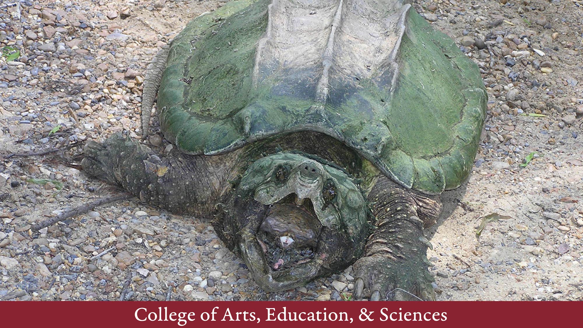 Alligator Snapping Turtle